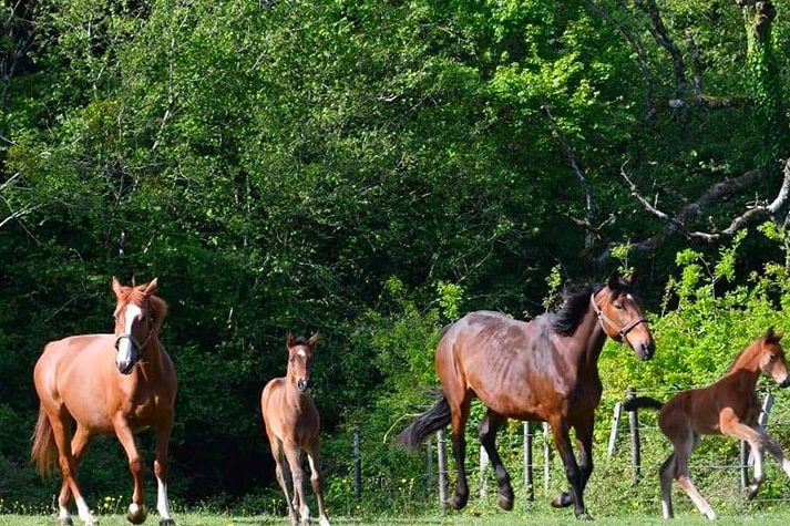 La-Petite-Gaulardiere_LES-ENVIRONS_Randonees-ecuries-poney-bonheur