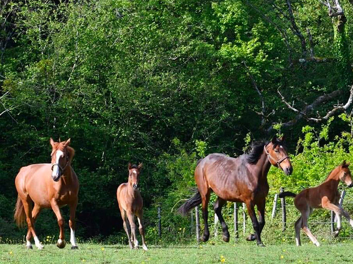 La-Petite-Gaulardiere_LES-ENVIRONS_Randonees-ecuries-poney-bonheur La-Petite-Gaulardiere_LES-ENVIRONS_Randonees-ecuries-poney-bonheur